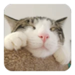 Logo of Cute Cat android Application 